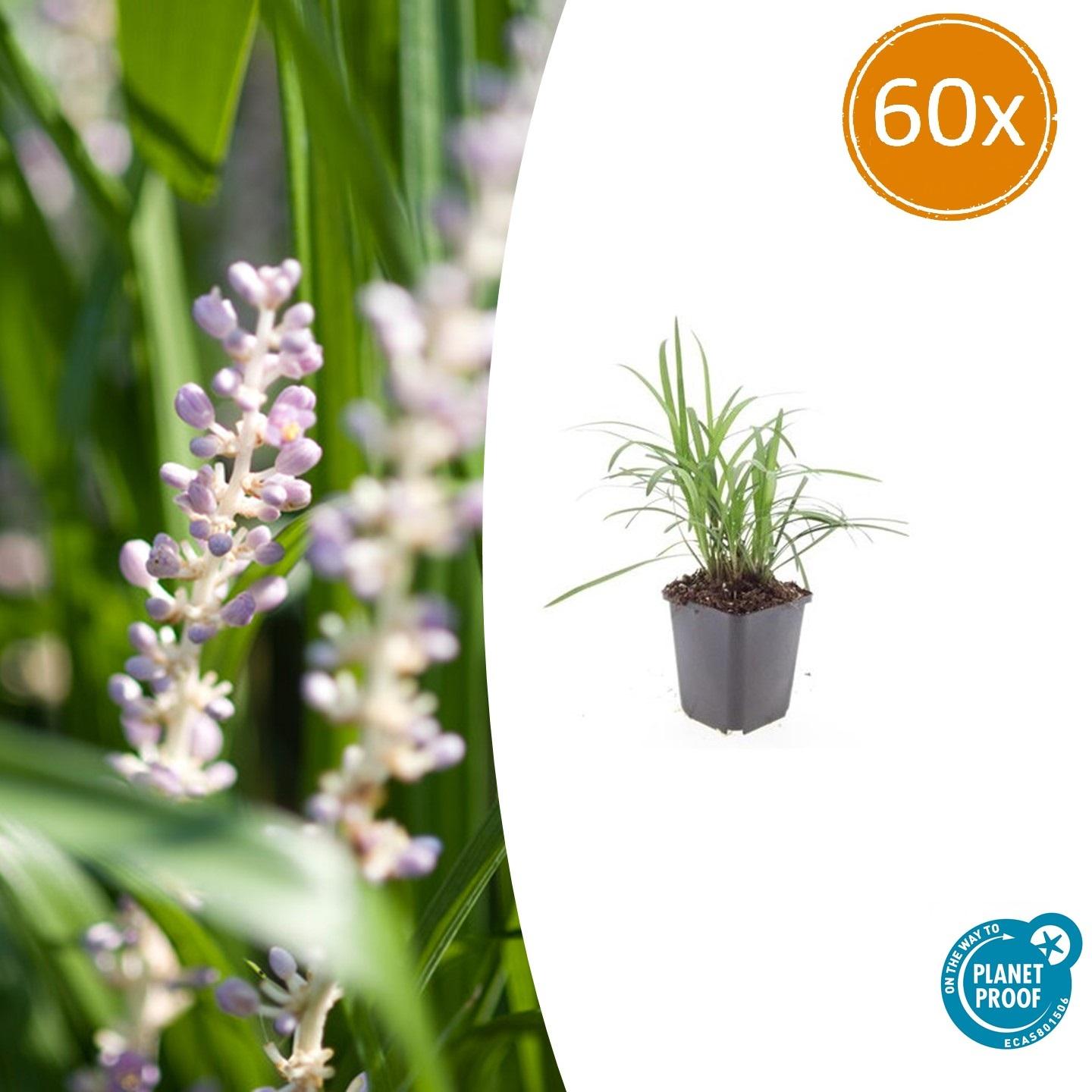 Glöckchentraube Liriope muscari 'Monroe White' – ↕10-25cm – Ø9cm – 60 Pflanzen – Immergrün & Winterhart – Bodendecker & Beete
