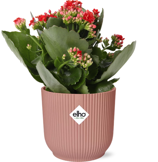 Flammendes Käthchen – Kalanchoe Rosalina Don Justino Rot – Zimmerpflanze mit roten, gefüllten Blüten – Inklusive Vibes Fold Topf Rosa 14 cm – Pflegeleicht & sukkulent – Für helle Innenräume