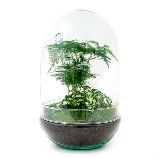 Flaschengarten Egg XL – DIY Bausatz Terrarium – ↕30cm – Do-It-Yourself Pflanzen-Set im Glas mit Korkdeckel – Autarkes Mini-Ökosystem – Inkl. Fittonia, Spargel & Moos – Für Wohnung & Büro