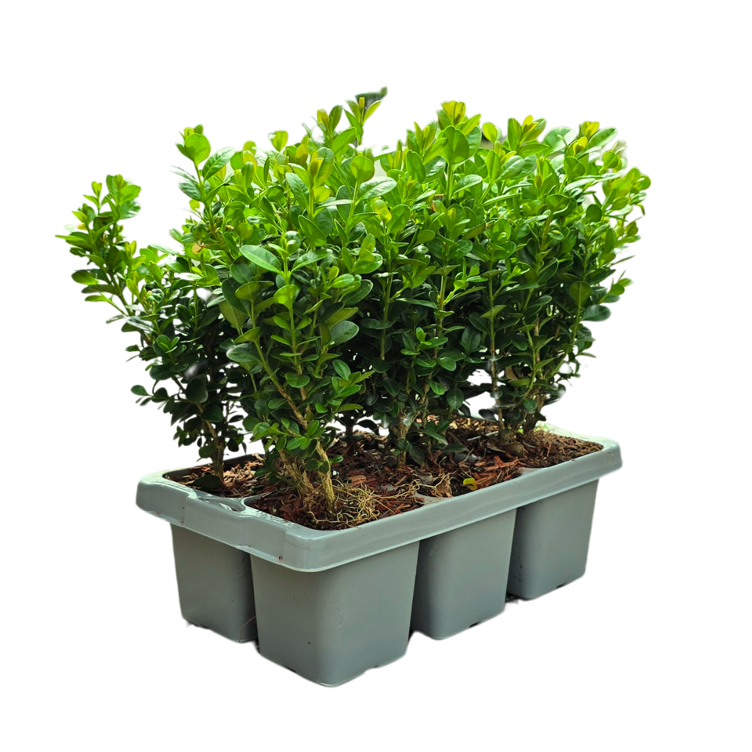 Buchsbaum – Buxus NewGen Freedom – 12 Pflanzen – Ø7 cm Topf – ca. 15 cm hoch – winterhart & pilzresistent – ideal für Hecken & Formschnitt