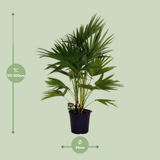 Livistona Chinensis – Fächerpalme – Zimmer- & Terrassenpflanze – Ø24 cm – Ca. 100 cm hoch – Pflegeleichte & elegante Grünpflanze für Innen & geschützten Außenbereich