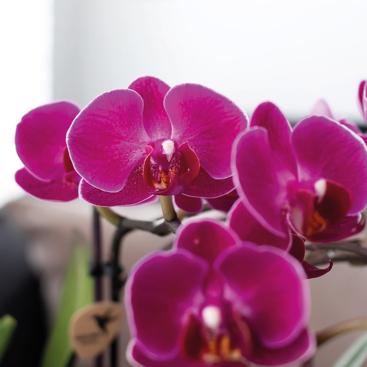 Kolibri Orchids | Lila Orchideenset in Como-Schale inkl. Wasserreservoir | Drei Lila Morelia-Orchideen 9cm | Mono-Bouquet Lila mit Selbstbewässerungssystem