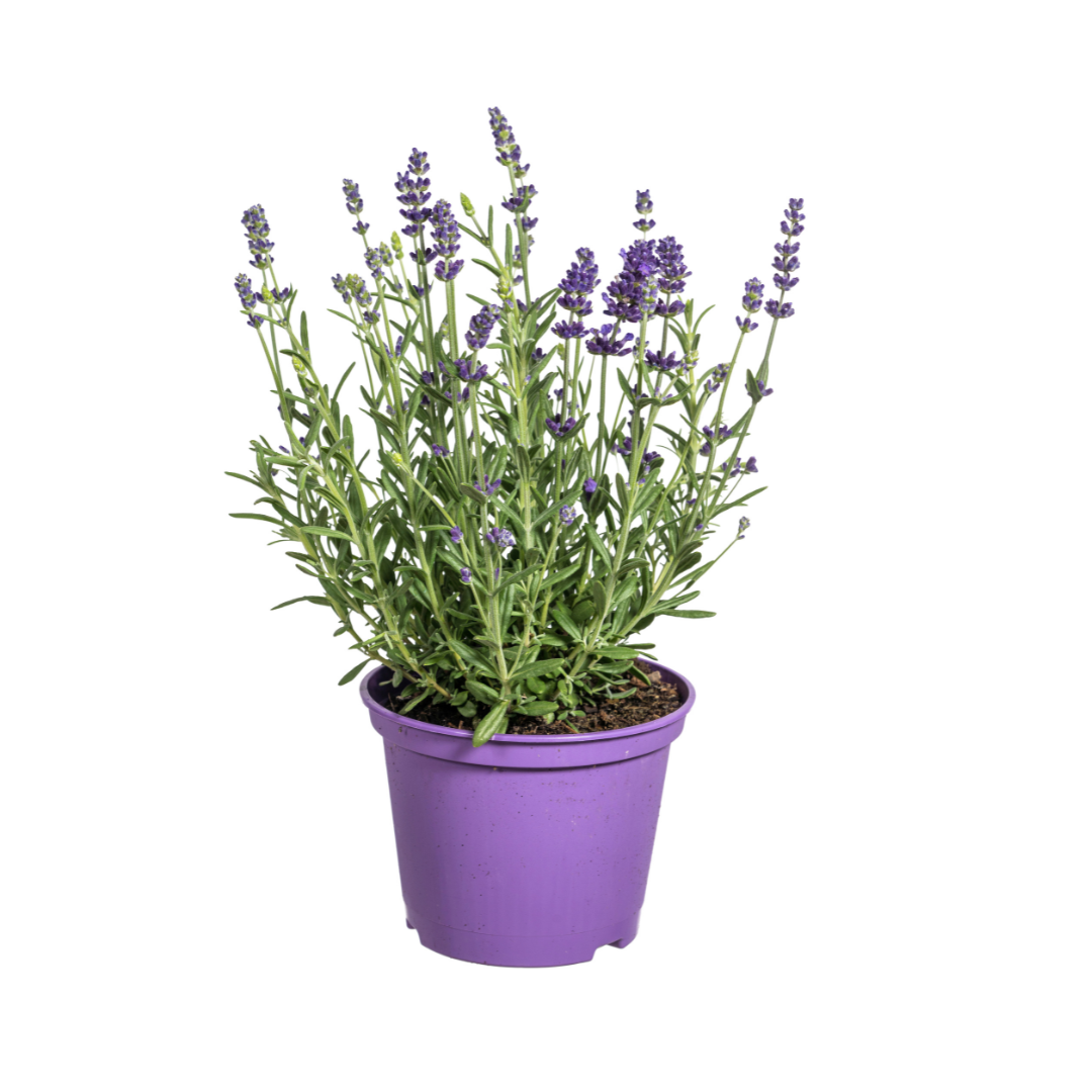 Echter Lavendel – Lavandula angustifolia – Ø13cm – ↕30–40cm – 8 Pflanzen – Duftende, bienenfreundliche Gartenpflanze – Für Beet, Balkon & Terrasse – Winterhart & pflegeleicht