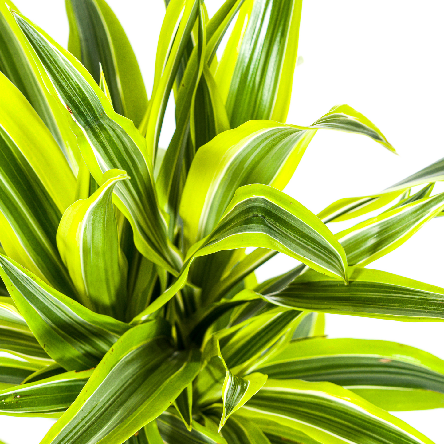 Drachenbaum - Dracaena Deremensis Lemon Lime - Zimmerpflanze - Ø19cm - ↕70 - 90cm