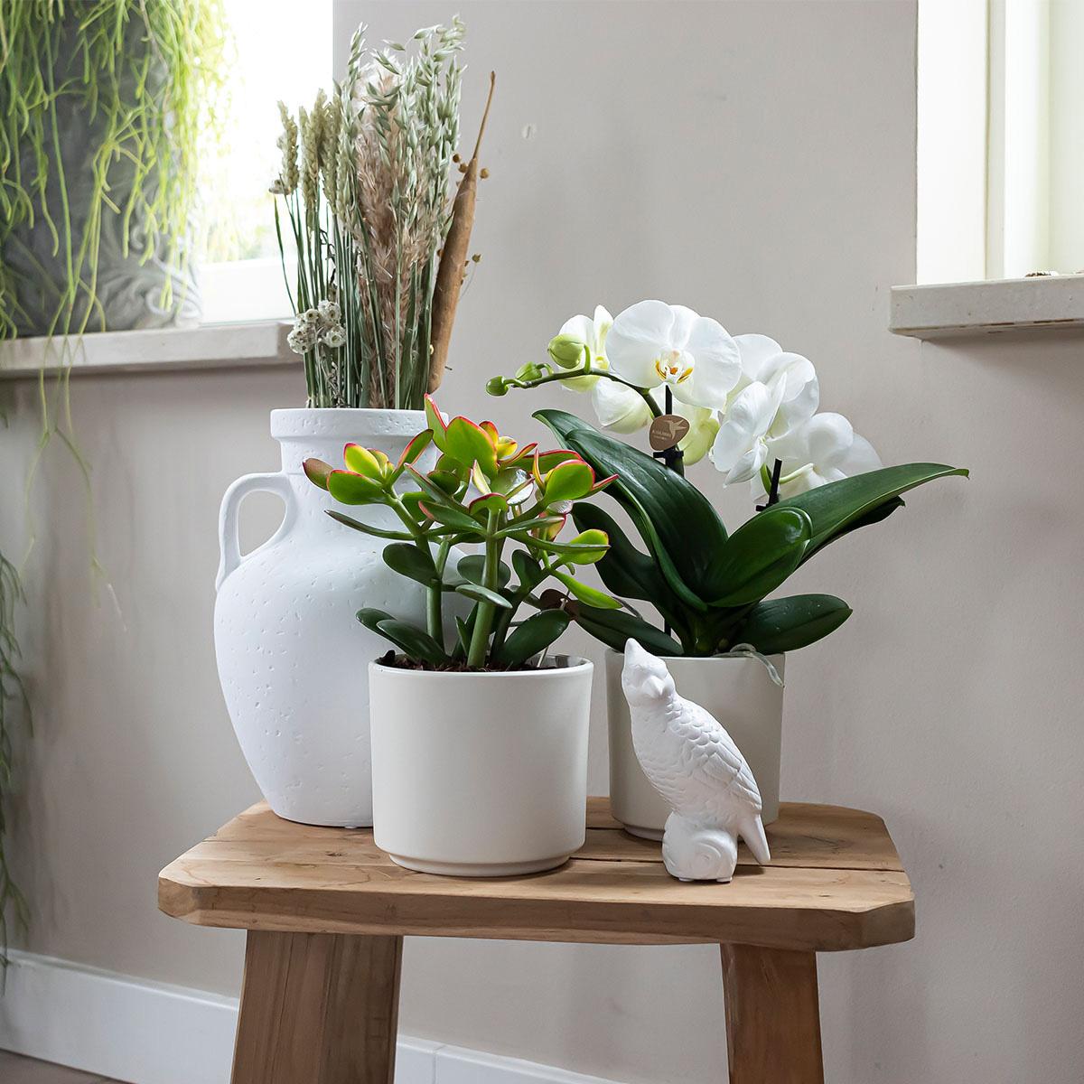 Kolibri Home | Simplicity pot - Wit - 9cm