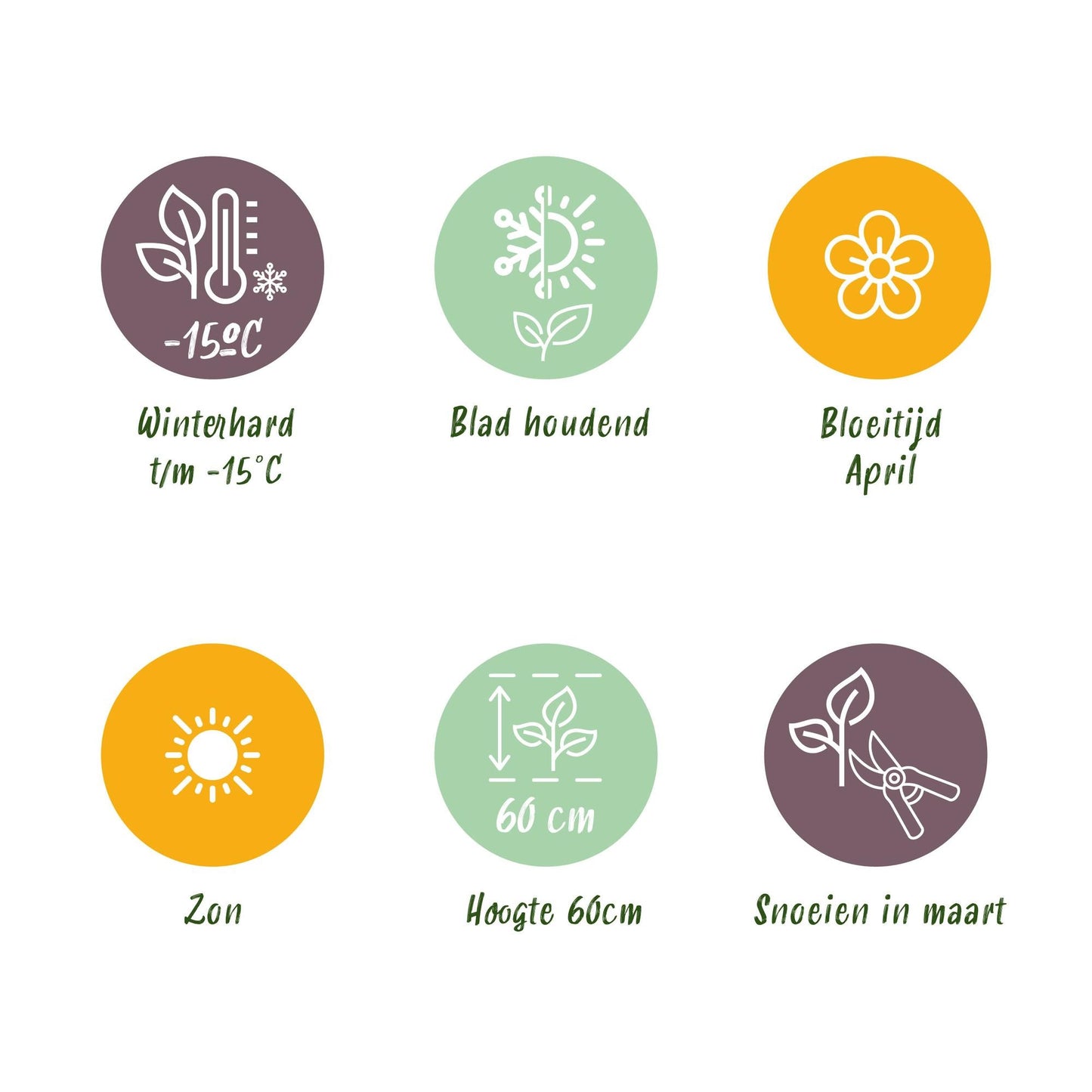 Blauschwingel Festuca glauca Intense Blue – 2 Pflanzen Ø17cm – Immergrün – Pflegeleicht – Blaugrüne Ziergras-Höhe ca. 50cm