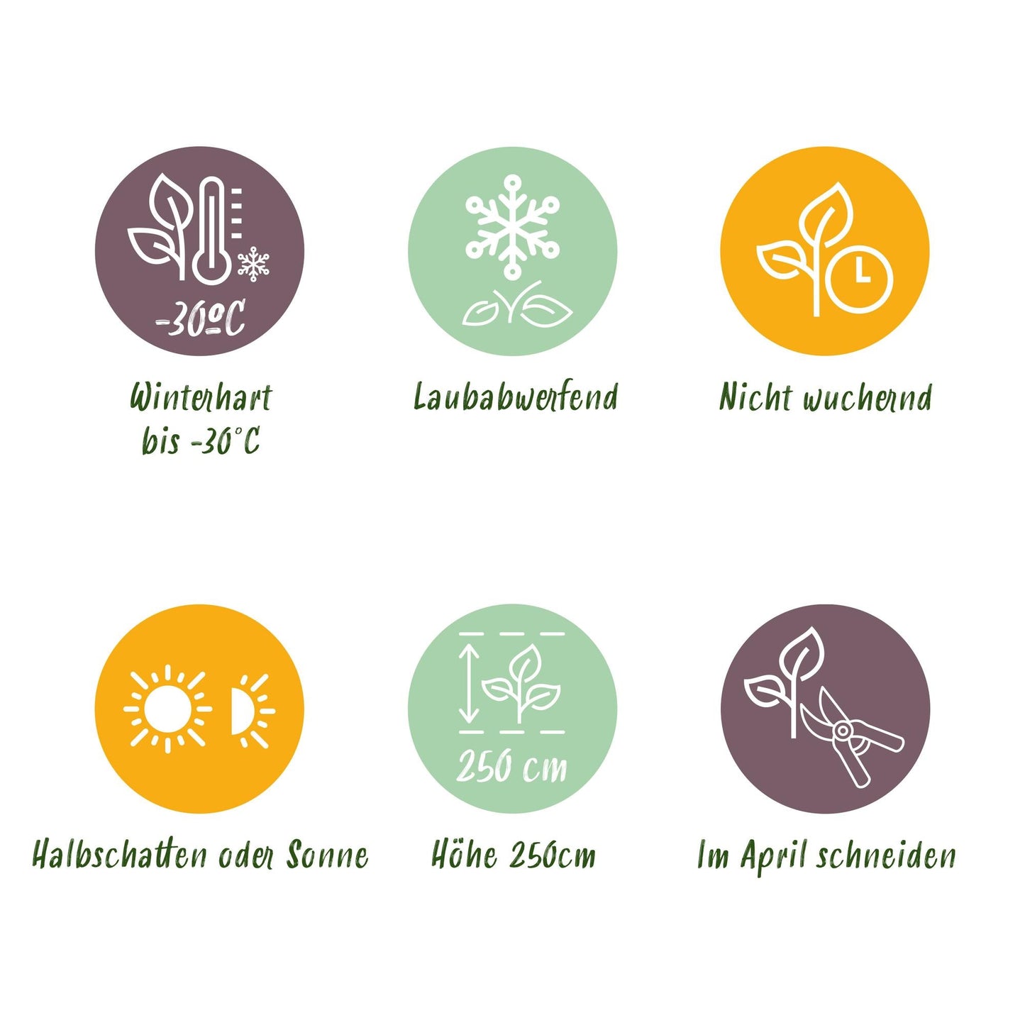 GreenboutiQ - Sträucher - Cornus alba Tricolour - Kombination aus Roten, Grünen und Lila Zweigen - 3 Pflanzen - Laubabwerfend - Wenig Pflege - Topf 17cm Höhe 45cm