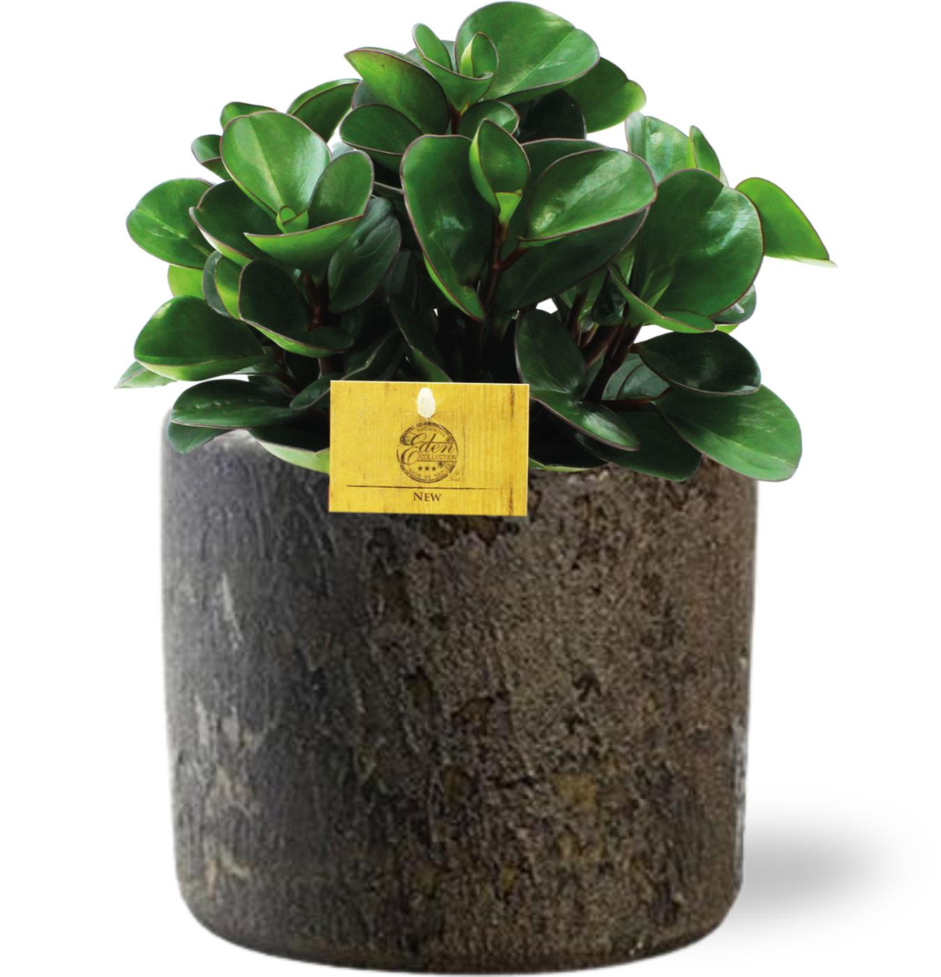 Zwergpfeffer – Peperomia Burning Bush – Ø15cm – ↕25cm – Zimmerpflanze mit rötlich schimmernden Blättern – Inkl. Übertopf D16x14cm – Pflegeleicht & ungiftig