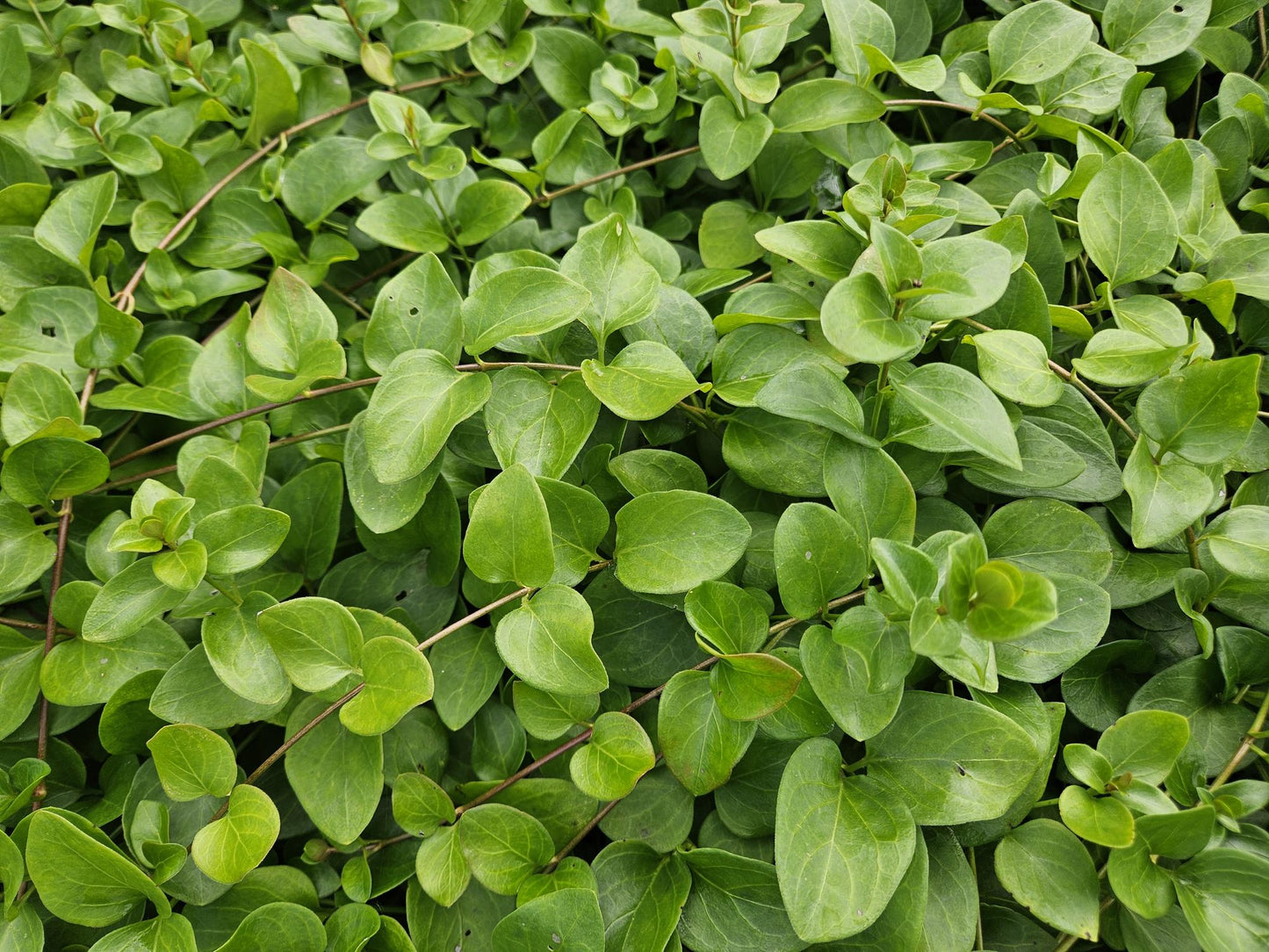 Vinca major 'Alba' – Großblättriges Immergrün – Weißblühender Bodendecker – Immergrün – 60 Pflanzen – Ø9cm – ↕10–25cm – Pflegeleicht