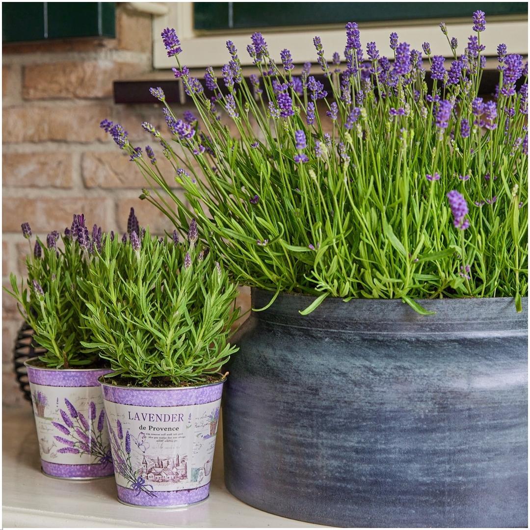 Echter Lavendel Lavandula angustifolia Felice – 3 Pflanten – Duftender Lavendel im Dekotopf Lavender Print – Ø13 cm – Winterhart – Für Balkon, Terrasse & Garten