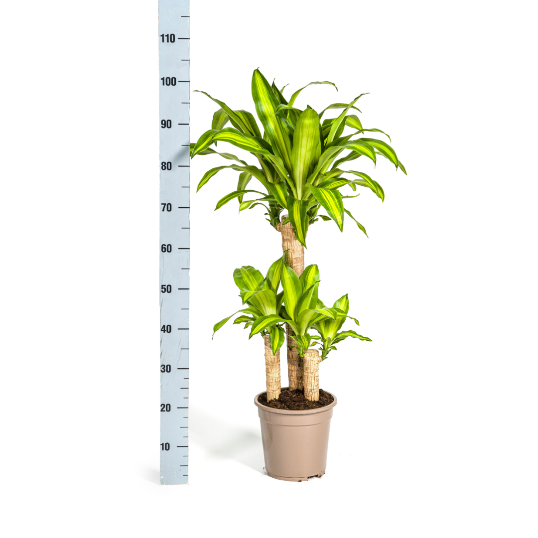 Drachenbaum - Dracaena Fragrans Massangeana - Zimmerpflanze - Ø21cm - ↕90 - 110cm