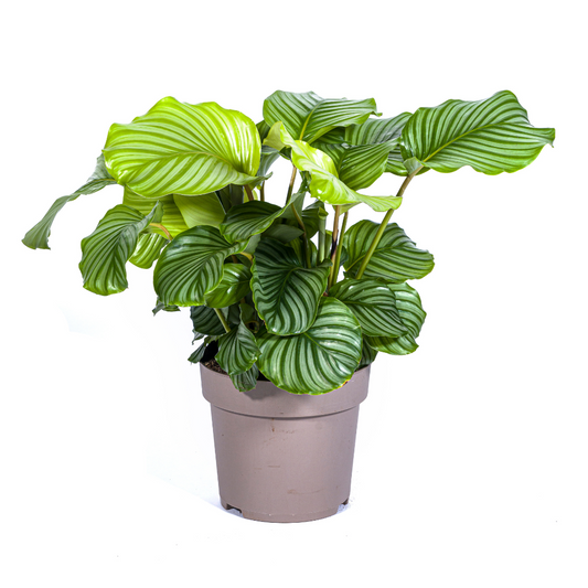 Korbmarante Calathea Orbifolia – Zimmerpflanze – Ø27cm – ↕70-90cm – große dekorative Blätter – pflegeleicht & tropisches Flair