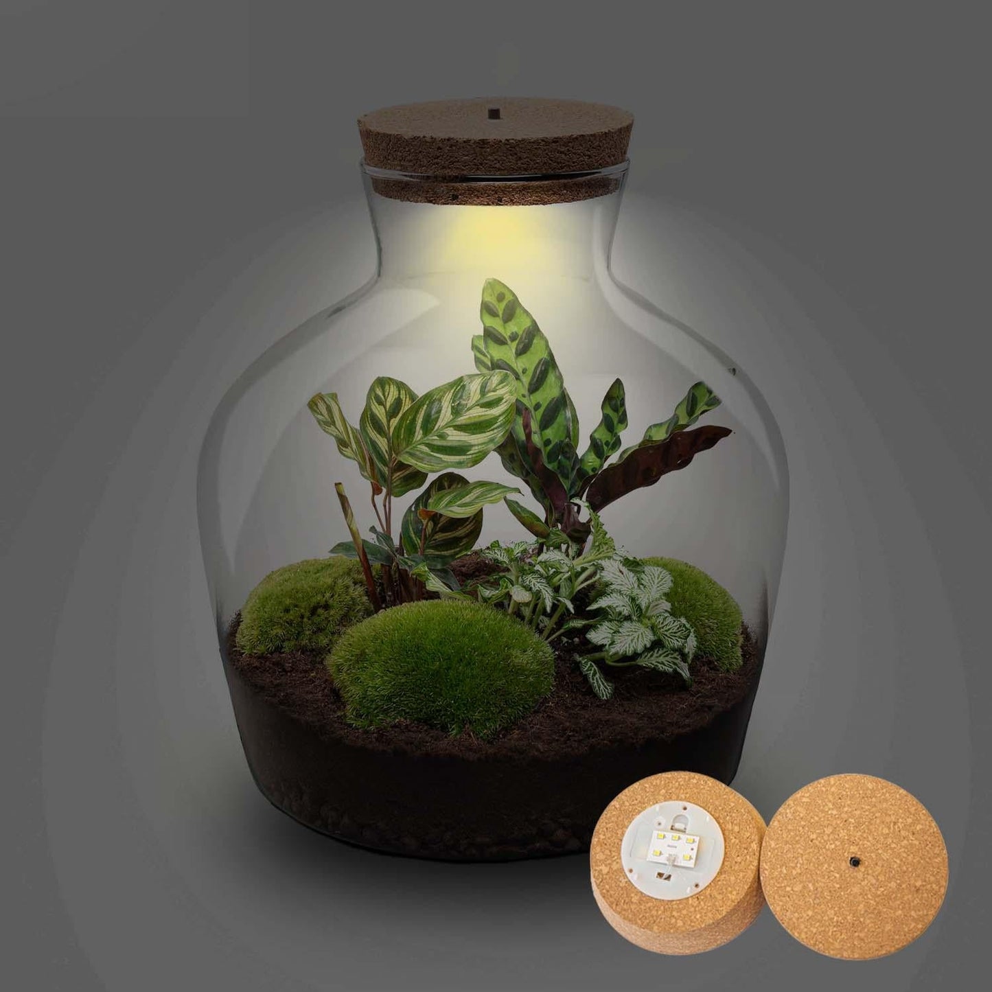 Flaschengarten Terrarium Fat Joe – DIY Bausatz + LED – Mini-Dschungel für Zuhause & Büro – Selbstgestalten & Nachhaltig – ↑30cm
