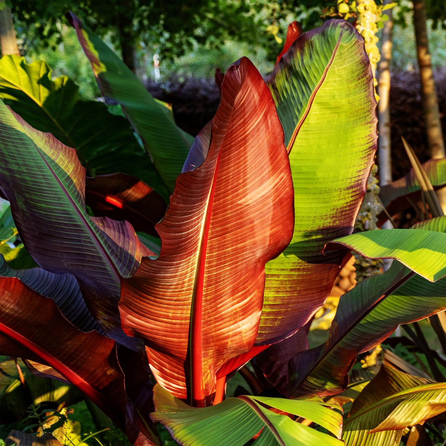 Bananenpflanze Ensete ventricosum Maurelli – 2 Pflanzen – Winterhart – Obstpflanze – Ø17 cm, Höhe ca. 40 cm – Exotischer Blickfang für Garten, Balkon & Terrasse