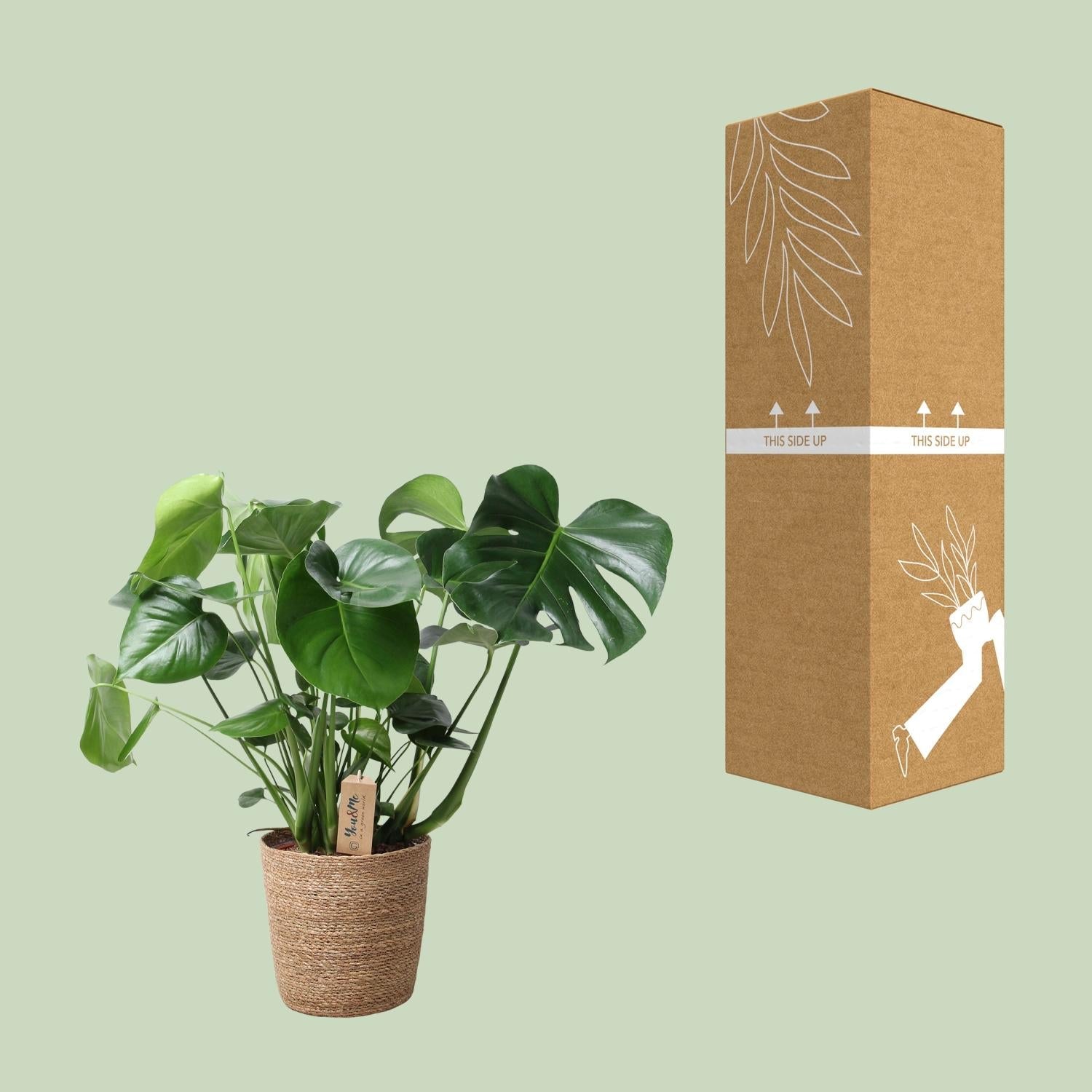 Monstera In Natural Basket – Ø21cm – ↕60cm – Pflegeleichte Zimmerpflanze mit charakteristischem Fensterblatt – Im natürlichen Flechtkorb – Luftreinigend & dekorativ – Für Wohnzimmer & Büro