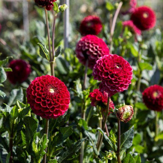 Blumenzwiebel - Dahlie - Natal - Knollen für 2 m² - Wunderschöne Kugelförmige Blumen - 12 Stück