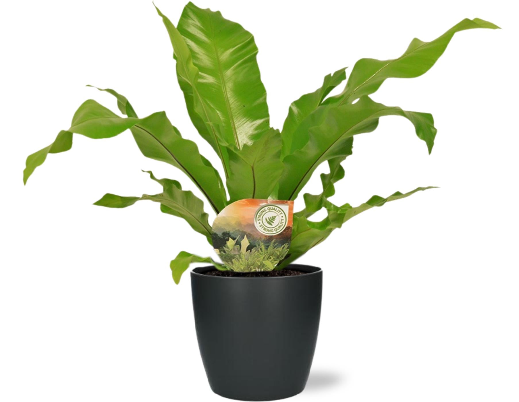 Nestfarn - Asplenium Nidus - Ø17cm - Zimmerpflanze - ↕60cm + Topf Anthrazit Brussels D18x17cm -