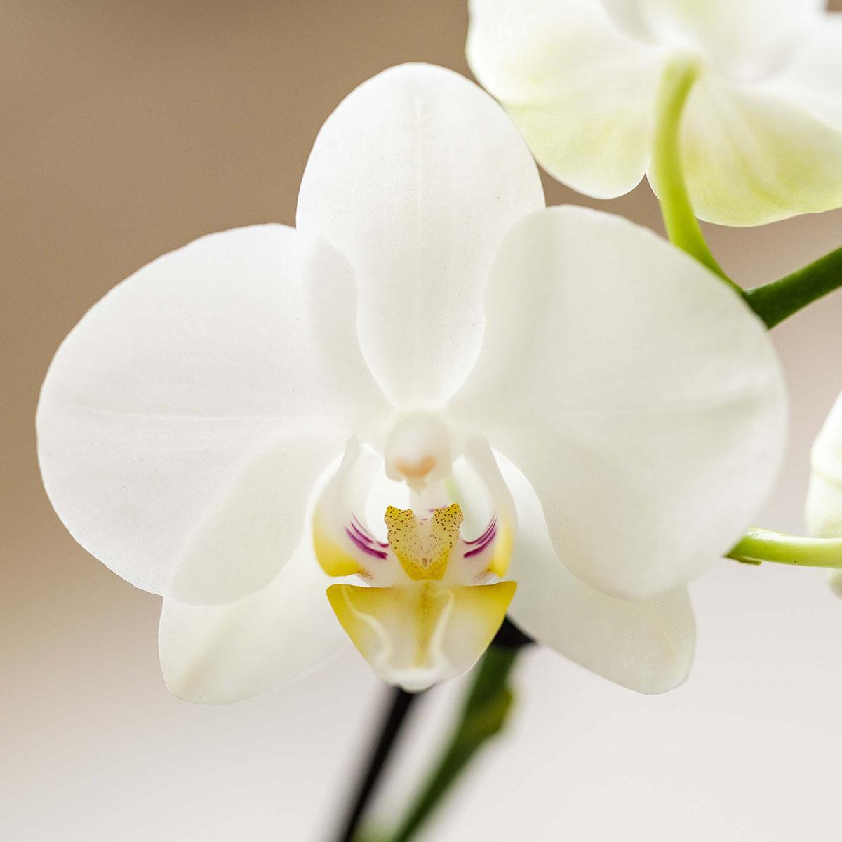 Kolibri Orchids | Weißes Orchideenset in Como-Schale inkl. Wasserreservoir | Drei Weiße Amabilis-Orchideen 9cm | Mono-Bouquet Weiß mit Selbstbewässerungssystem