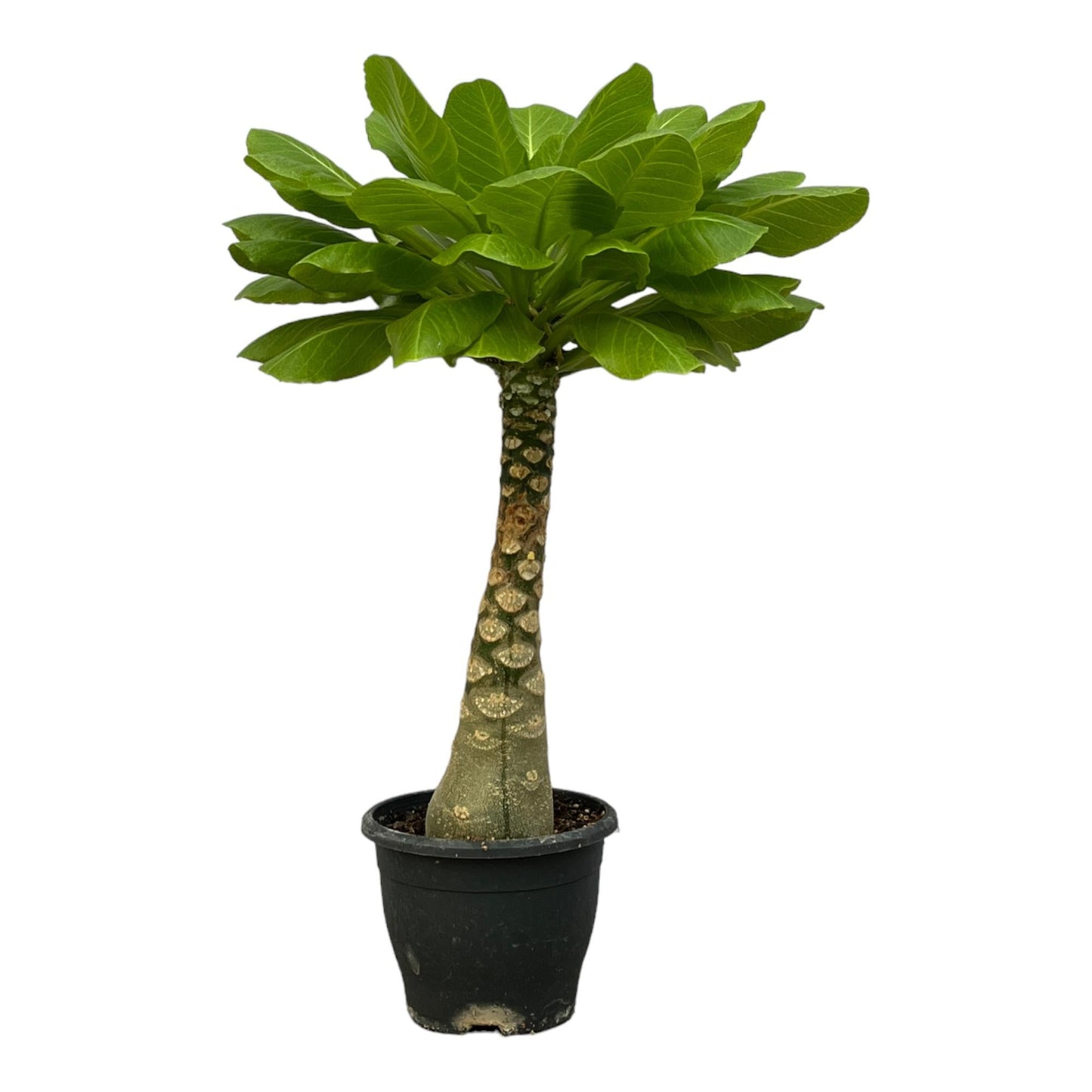 Vulkanpalme Brighamia insignis – Zimmerpflanze 25cm hoch – Ø12cm – Tropische Rarität mit glänzenden Blättern – Pflegeleicht & dekorativ – Auch bekannt als Hawaiianische Palme