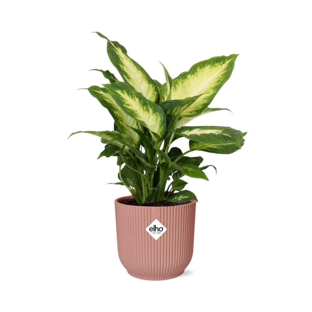 Dieffenbachia ‘Camilla’ – Zimmerpflanze im 14cm – Luftreinigende tropische Zimmerpflanze – Pflegeleicht – Halbschatten geeignet