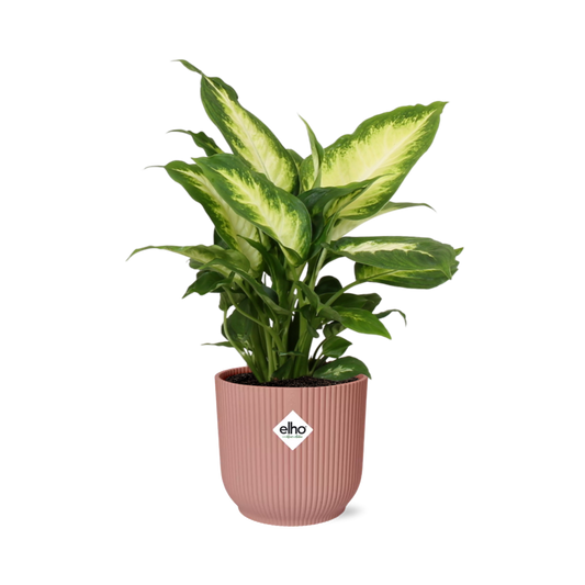 Dieffenbachia ‘Camilla’ – Zimmerpflanze im 14cm – Luftreinigende tropische Zimmerpflanze – Pflegeleicht – Halbschatten geeignet