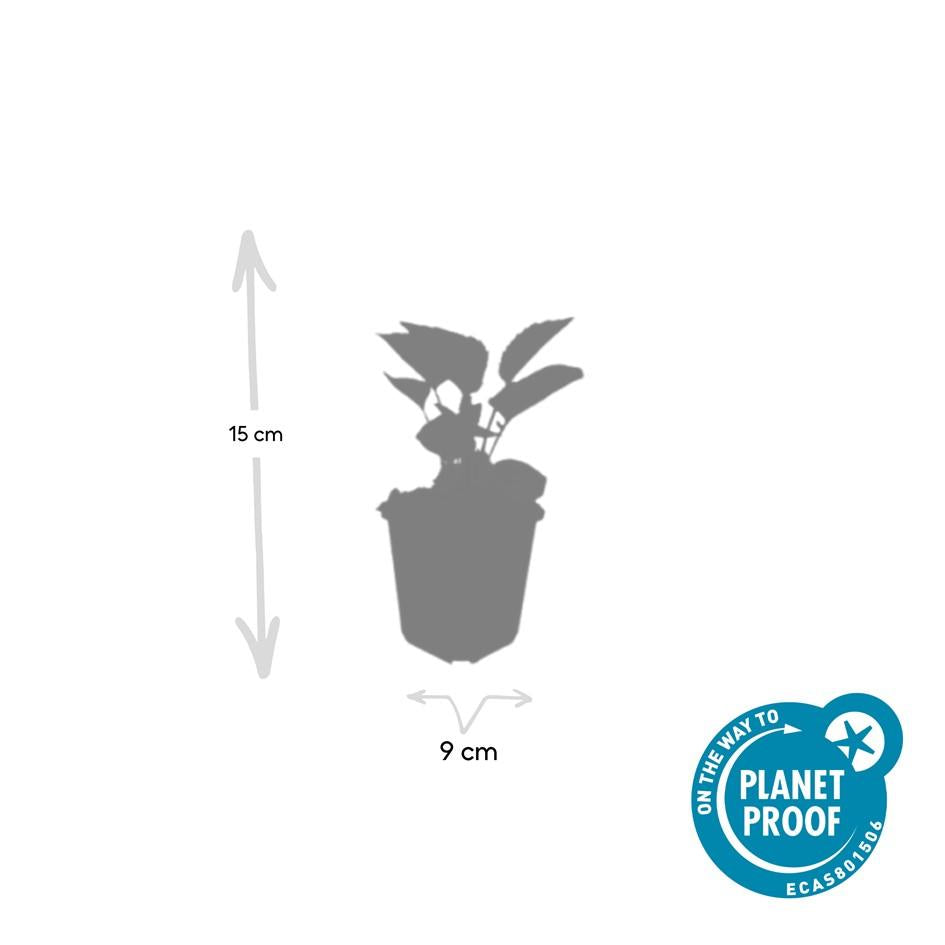 Echinacea purpurea 'Magnus' – 48 Pflanzen – ↕10-25cm – Ø9cm – Purpur-Sonnenhut – Winterharte Staude – Bienen & Schmetterlinge – Pflegeleicht