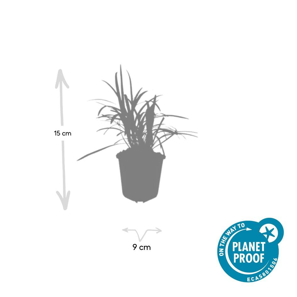 Glöckchentraube Liriope muscari 'Monroe White' – ↕10-25cm – Ø9cm – 60 Pflanzen – Immergrün & Winterhart – Bodendecker & Beete
