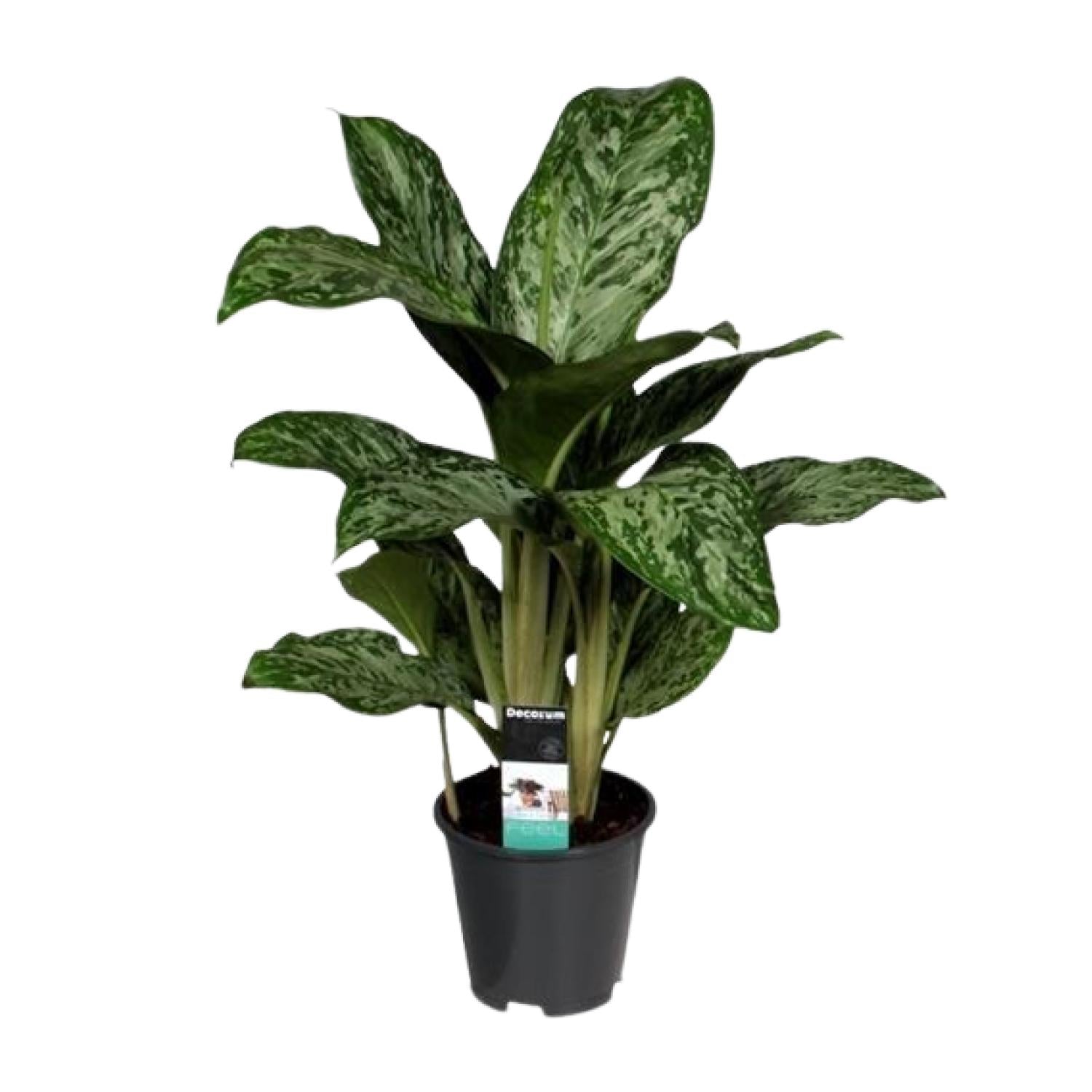Aglaonema Greenlight – Kolbenfaden – Zimmerpflanze – Ø17cm – Höhe ca. 60cm – Pflegeleicht & luftreinigend – Für Wohnzimmer, Büro & Schlafzimmer