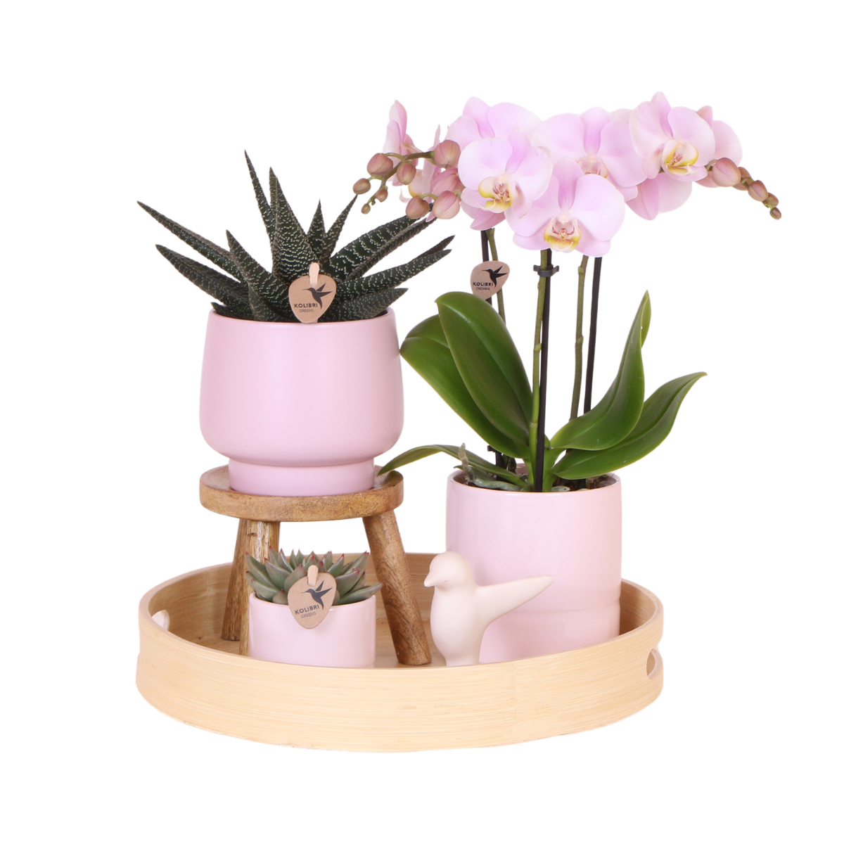 Sukkulente mit Rosa Phalaenopsis Orchidee – Simplicity Keramiktöpfe Rosa auf Bambusplatte – Dekoratives Pflanzenarrangement – Geschenkidee