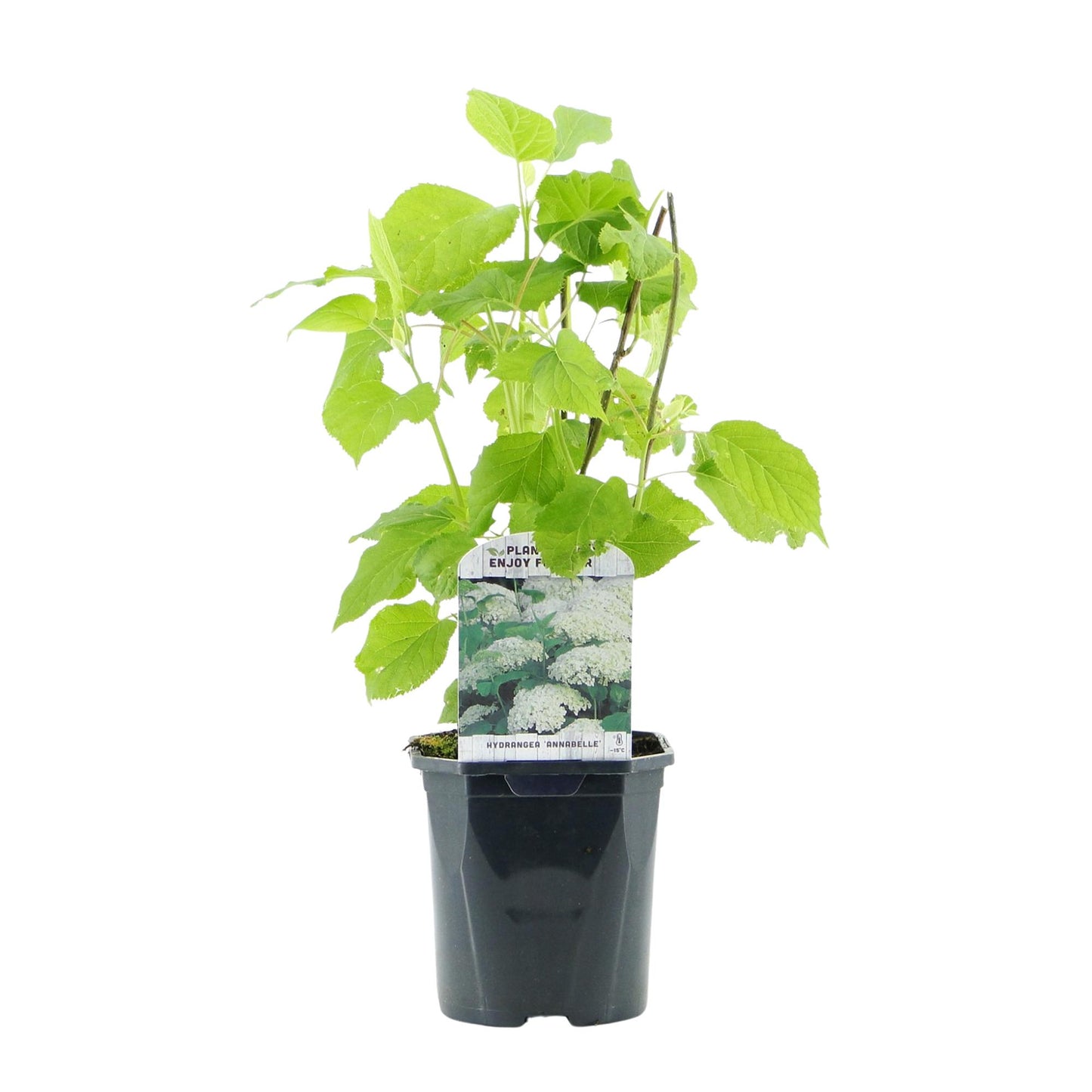 Rispenhortensie - Hydrangea arborescens Annabelle - Blüte Weiß - Große Blüten - Topf 17cm Höhe 50cm