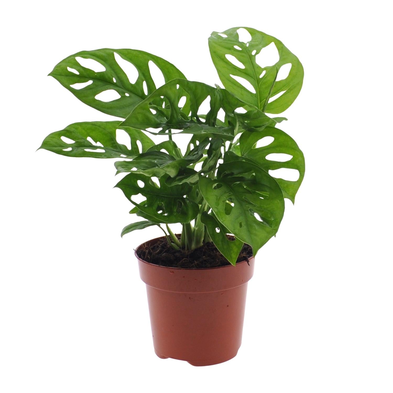 Monstera Monkey Leaf – Fensterblatt – Ø12cm – ↕30cm – Pflegeleichte Lochpflanze mit dekorativem Blattmuster – Tropische Zimmerpflanze für halbschattige Standorte – Luftreinigend & dekorativ