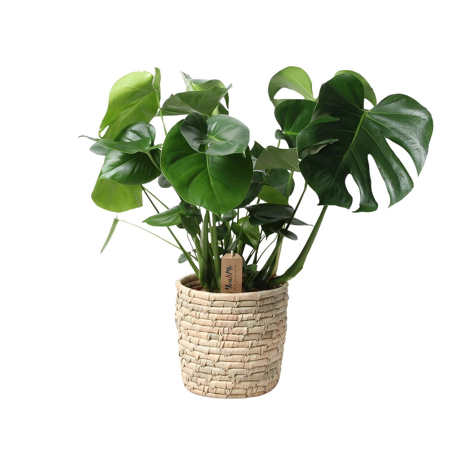 Monstera Deliciosa im Palmleaf Korb – Zimmerpflanze ca. 60cm – Ø21cm – Schweizer Käsepflanze mit durchbrochenem Laub – Tropischer Look & luftreinigend