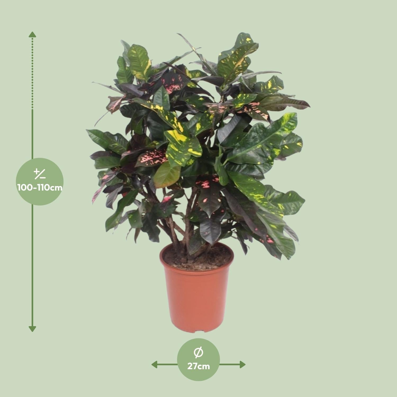 Croton Magnificent – Codiaeum Magnificent – Zimmerpflanze – Ø27cm – ↨110 cm – Tropisch Bunt – Luftreinigend & Pflegeleicht