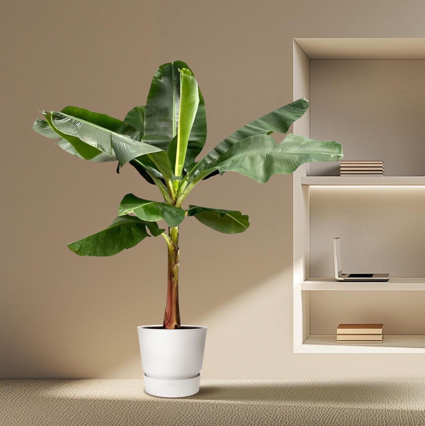 Bananenpflanze – Musa – Zimmerpflanze – 190cm hoch – Ø30cm – Tropische XXL-Pflanze mit großen Blättern – Für Wohnzimmer, Wintergarten & Büro – Pflegeleichte Grünpflanze