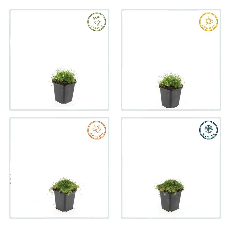 Pfriemen-Mastkraut - Sagina subulata - ↕10-25cm - Ø9cm - 60 Pflanzen – Immergrün, trittfest & winterhart – Ideal als Rasenersatz & Fugenbegrünung
