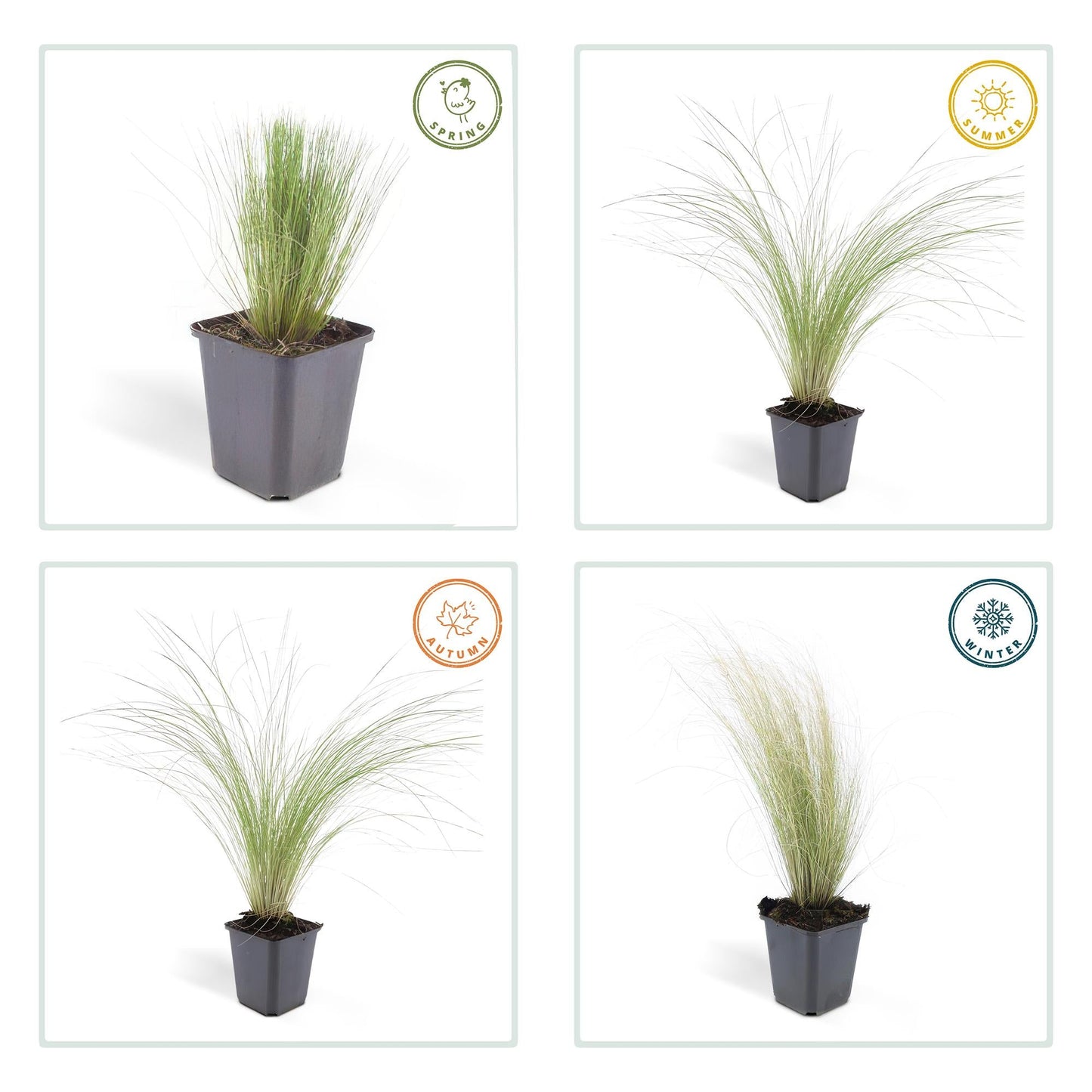 Stipa tenuissima ‘Ponytails’ – 24 Pflanzen – ↕10-25cm – Ø9cm – Feinhaariges Ziergras – Luftig & Verspielt – Sonne – Pflegeleicht & Robust