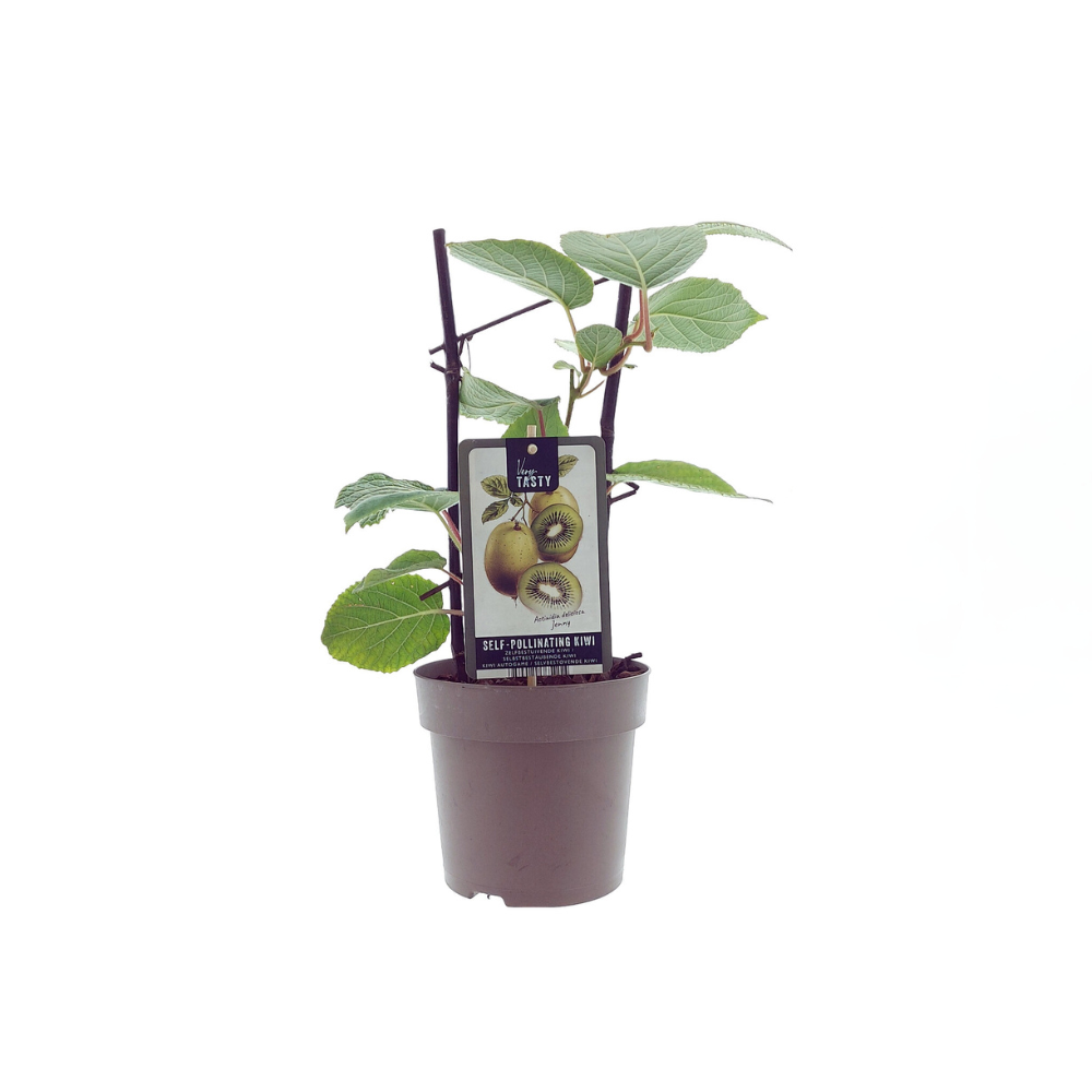Kiwi - Actinidia Jenny - Selbstbefruchtend - Ø15cm - ↕40cm
