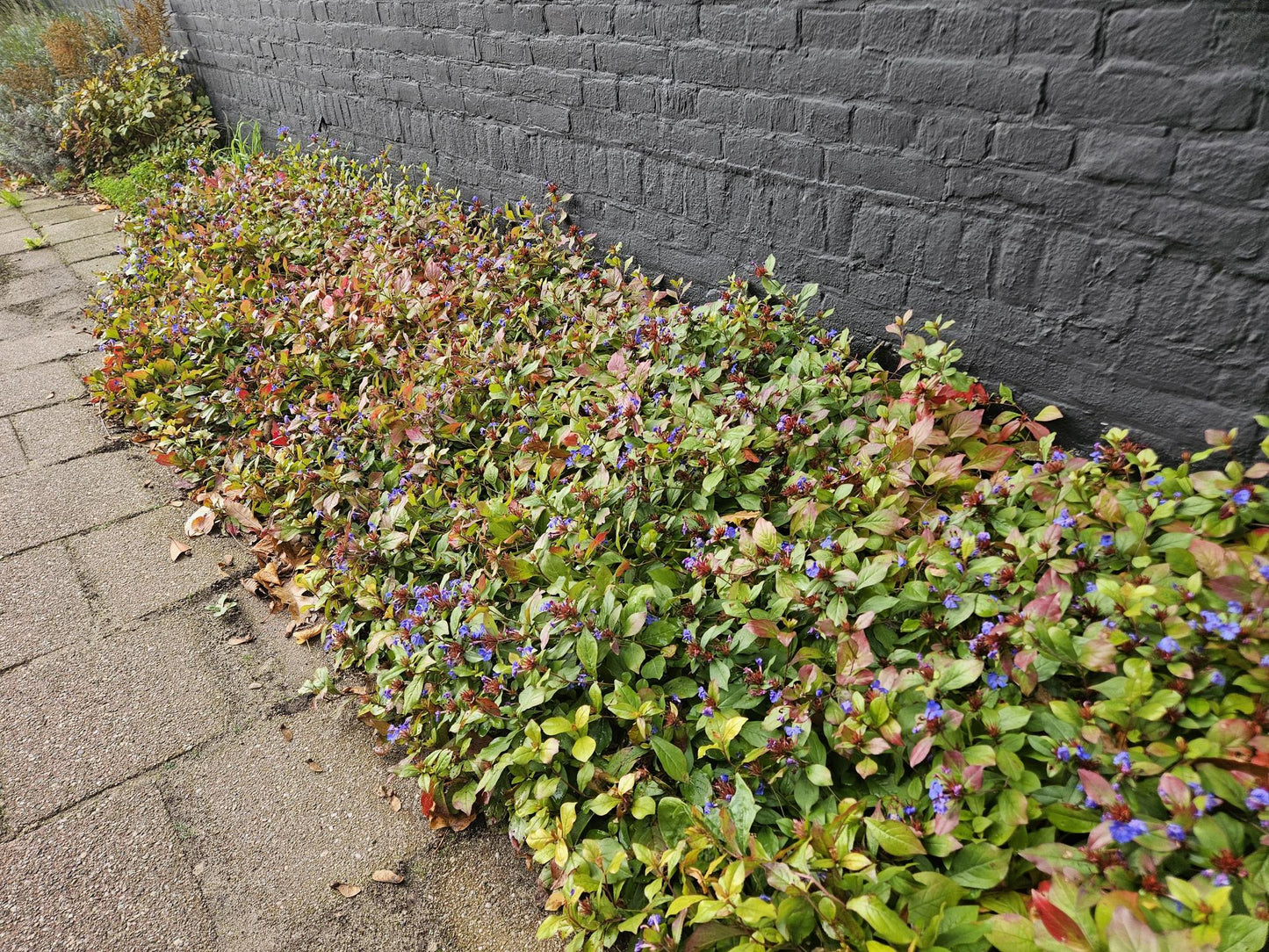 Ceratostigma plumbaginoides – Bodendecker mit blauen Blüten – 24 Pflanzen – ↕10-25cm – Ø9cm – Herbstblüher – winterhart