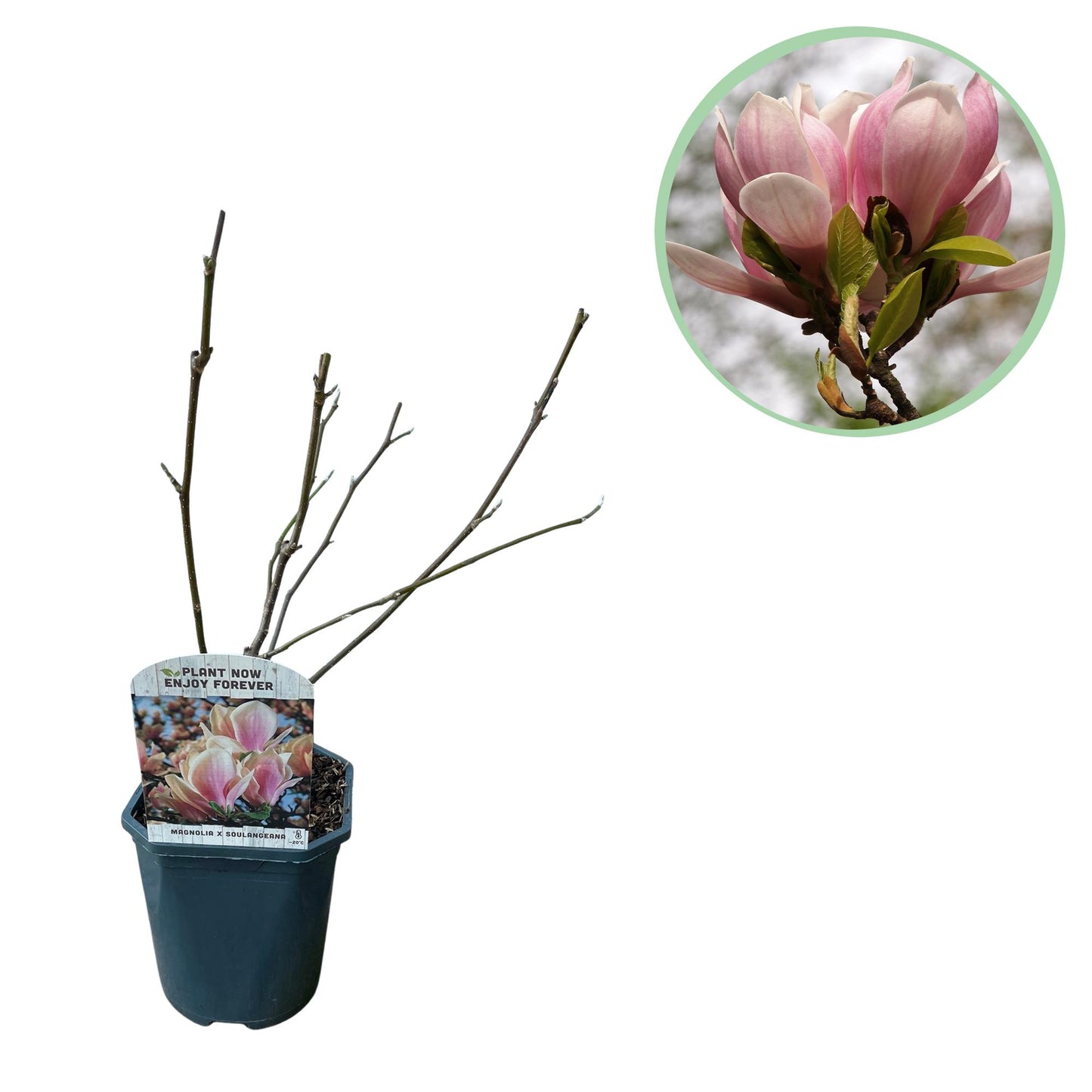 Tulpen-Magnolie - Magnolia Soulangiana - Blüten Hellrosa - Strauch - Wenig Pflege - Topf 17cm Höhe 45cm