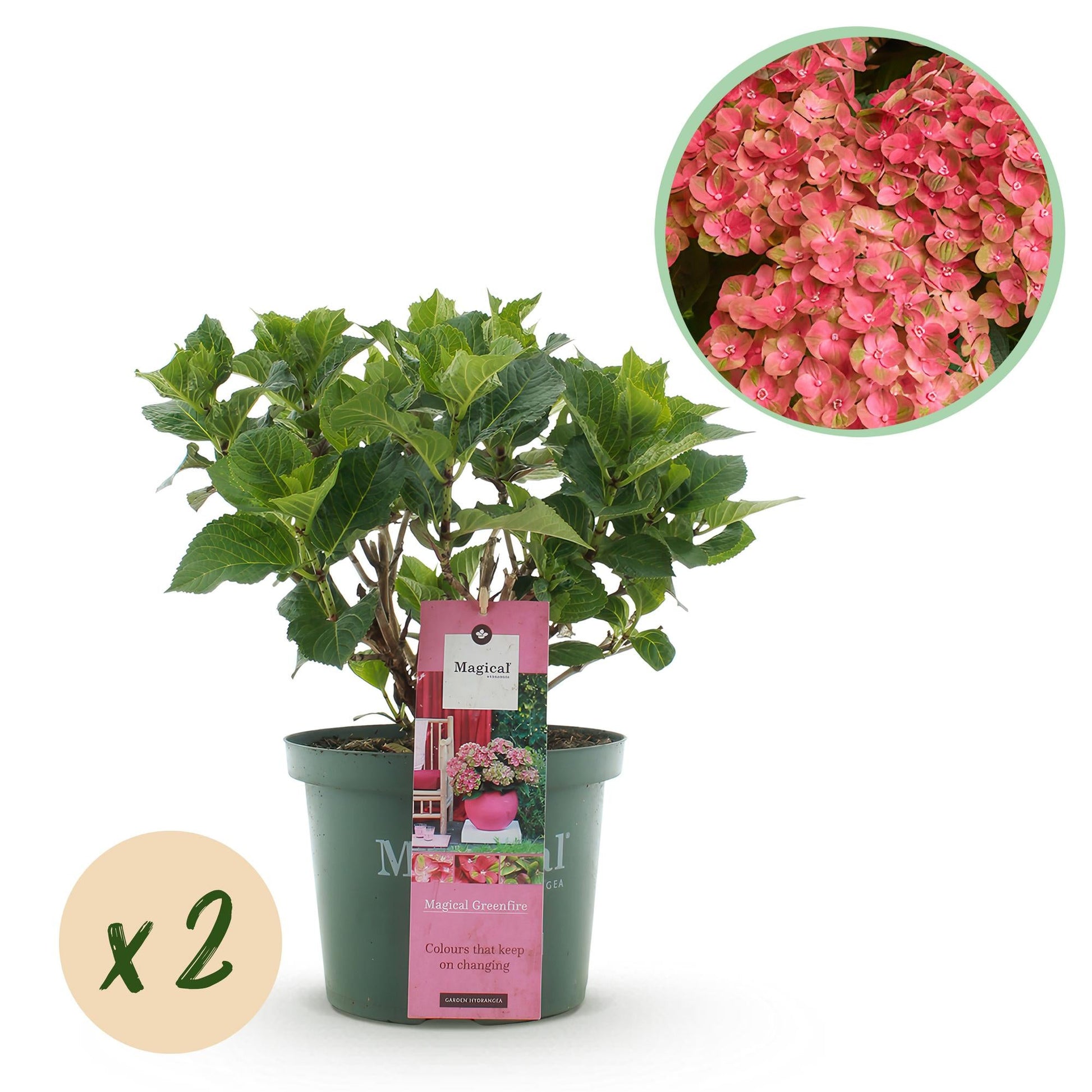 Hydrangea macrophylla Magical Green Fire – Gartenhortensie Rosa-Grün – 2 Pflanzen im Topf 23 cm – Höhe 55 cm – 6-10 Blüten – Balkonpflanze – Farbwechselnde Blüten – Pflegeleicht