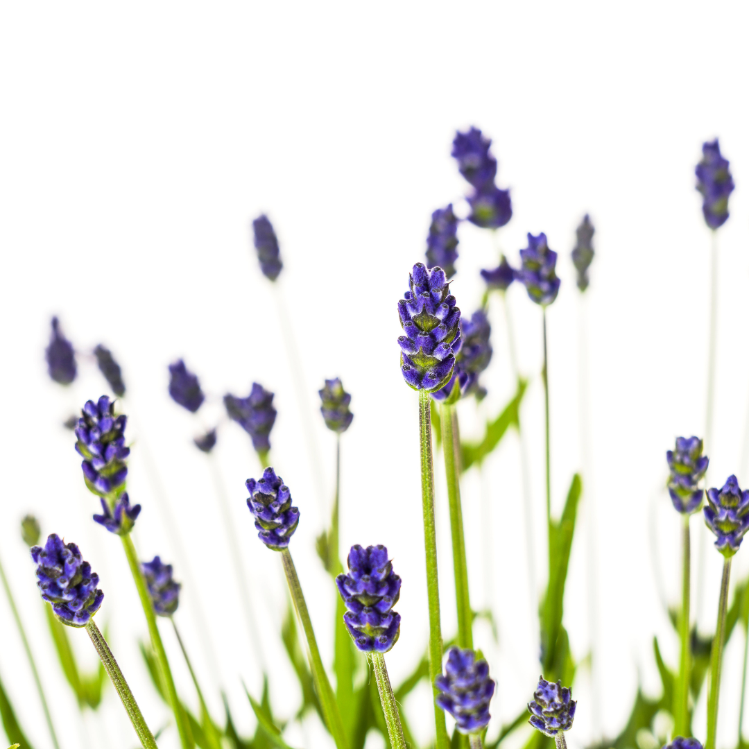 Echter Lavendel Lavandula angustifolia – 2 Pflanzen – Ø19cm – Höhe 40–50cm – Duftende Balkon- und Gartenpflanze – Bienenfreundlich & pflegeleicht