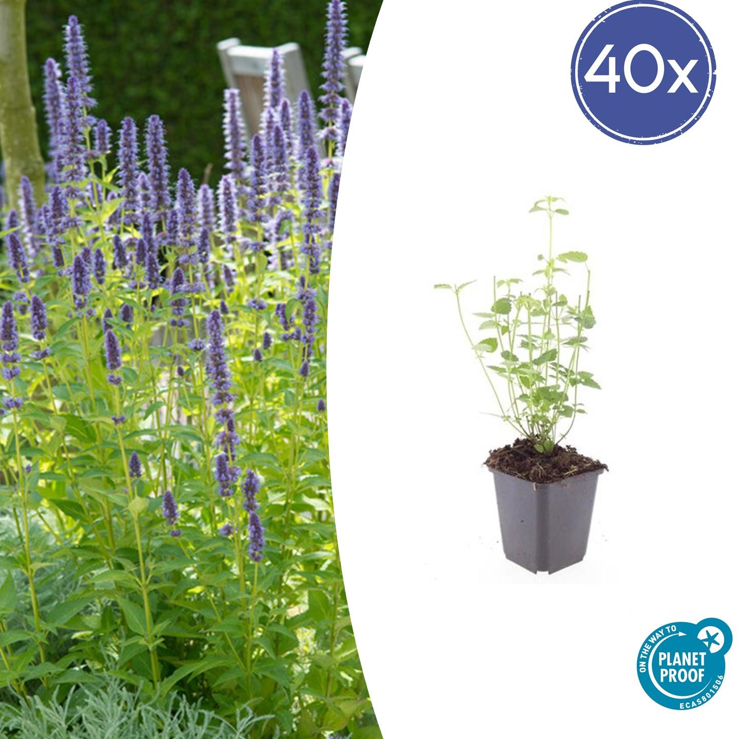 Asiatische Duftnessel – Agastache 'Black Adder' – 40 Pflanzen – Dunkelviolette Blütenähren & aromatisches Laub – Bienenfreundlich, winterhart & pflegeleicht – Höhe 10-25cm
