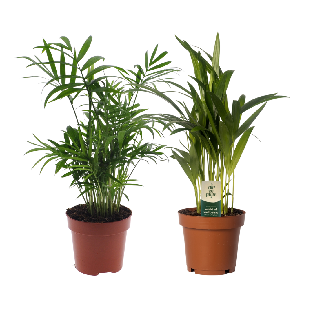 Dypsis lutescens & Chamaedorea elegans – Zimmerpflanzen Duo – 2 Pflanzen – Ø12cm – Höhe ca. 40cm – Tropisches Palmen-Set – Pflegeleicht & luftreinigend