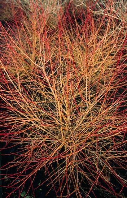 Roter Hartriegel Cornus sanguinea 'Anny's Winter Orange' – ↕10-25cm – Ø9cm – 12 Pflanzen – Winterstrauch – Farbige Zweige – Vogelfreundlich – Pflegeleicht