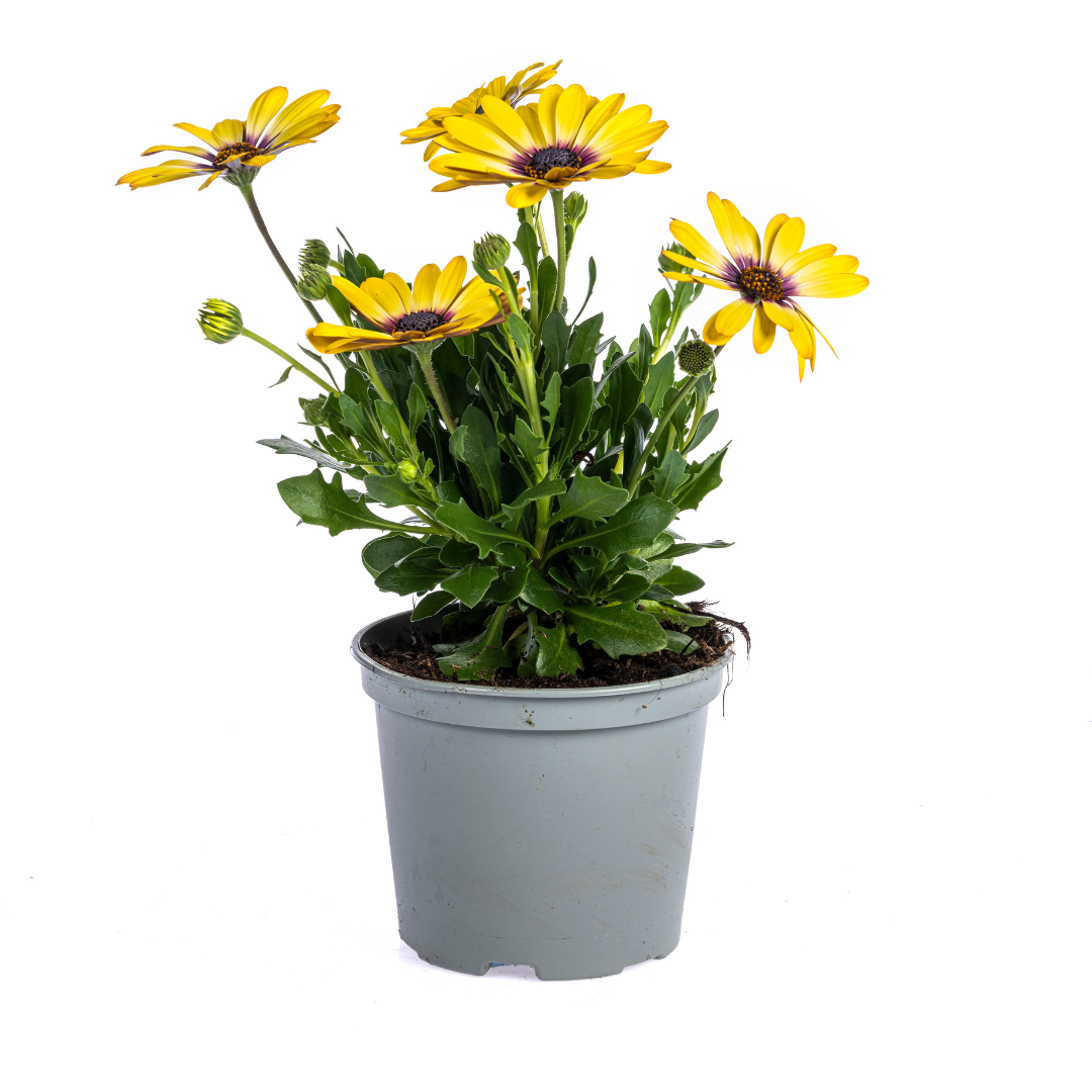 Kapmargerite - Osteospermum ecklonis Gelb - Ø12 cm - ↕20 cm - 8 Stück
