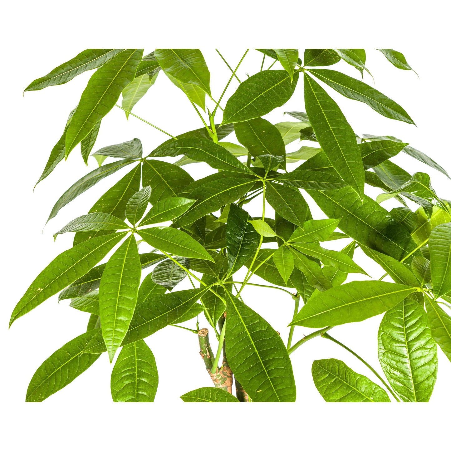 Pachira Aquatica mit Korb Ø21cm - ↕90 - 110cm