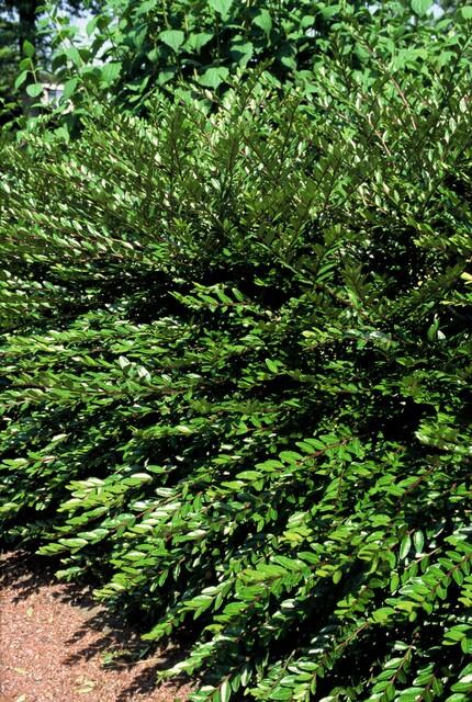 Böschungsmyrthe Lonicera pileata 'Purple Pearl' – ↕10-25cm – Ø9cm – 20 Pflanzen – Immergrüner Bodendecker – Purpurrote Blätter – Pflegeleicht & Winterhart