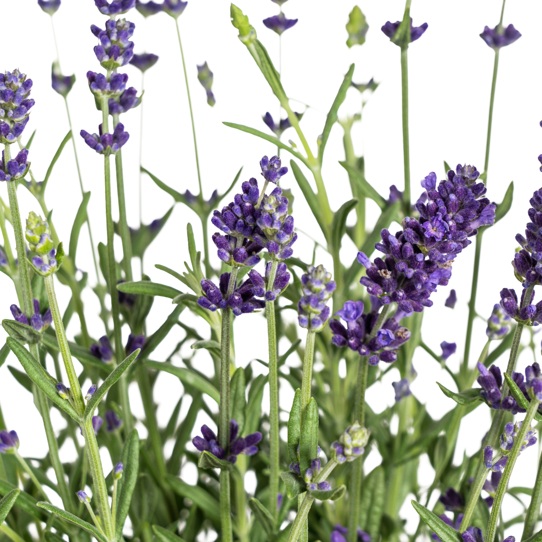 Echter Lavendel – Lavandula angustifolia – Ø13cm – ↕30–40cm – 8 Pflanzen – Duftende, bienenfreundliche Gartenpflanze – Für Beet, Balkon & Terrasse – Winterhart & pflegeleicht