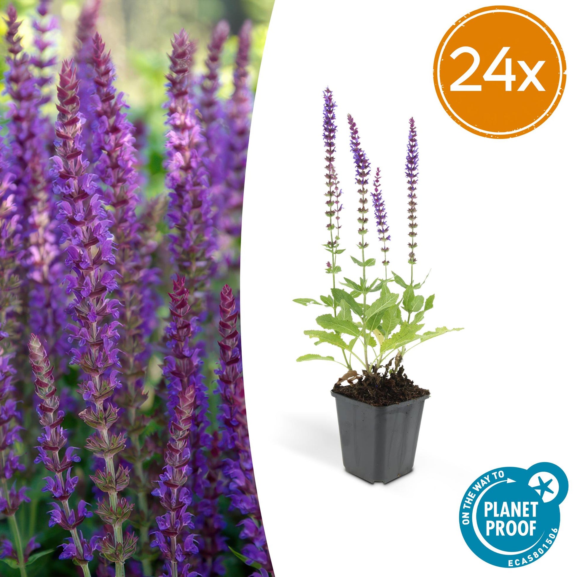 Salvia nemorosa 'Ostfriesland' – 24 Pflanzen – ↕10-25cm – Ø9cm – Staude – Lila Blüten – Sonnig – Pflegeleicht & Robust