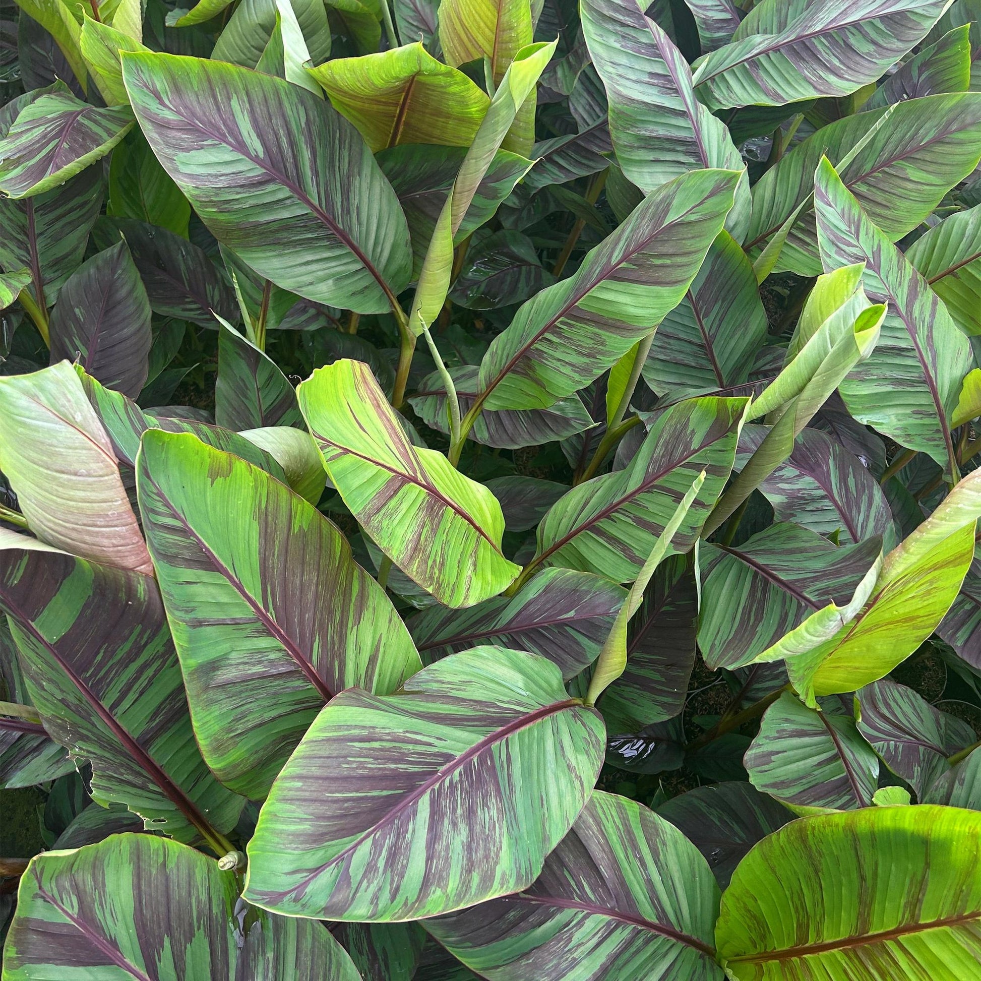 Bananenpflanze – Japanische Faserbanane – Musa Ever Red – Obstpflanze – Winterhart – 2 Pflanzen – 15cm – Höhe ca. 50cm